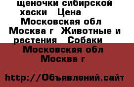 щеночки сибирской хаски › Цена ­ 123 - Московская обл., Москва г. Животные и растения » Собаки   . Московская обл.,Москва г.